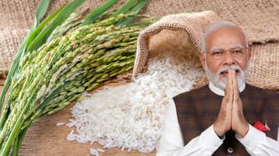 narendra_modi_government_sell_rice_at_discounted_rate_like_bharat_atta_before_loksabha_election__1.png