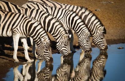 african_zebra_in_indore_zoo_soon_interesting_facts.jpg