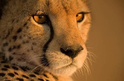 female_cheetah_veera_came_out_of_the_border_of_kuno_return_in_evening.jpg