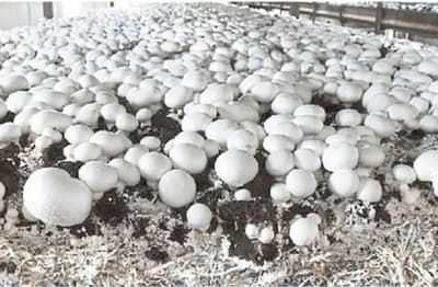 mushroom farming in alwar rajasthan