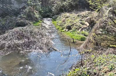 लापरवाही: कैसे हो कोठारी प्रदूषण मुक्त, एसटीपी से सीधे नदी में जा रहा दूषित पानी